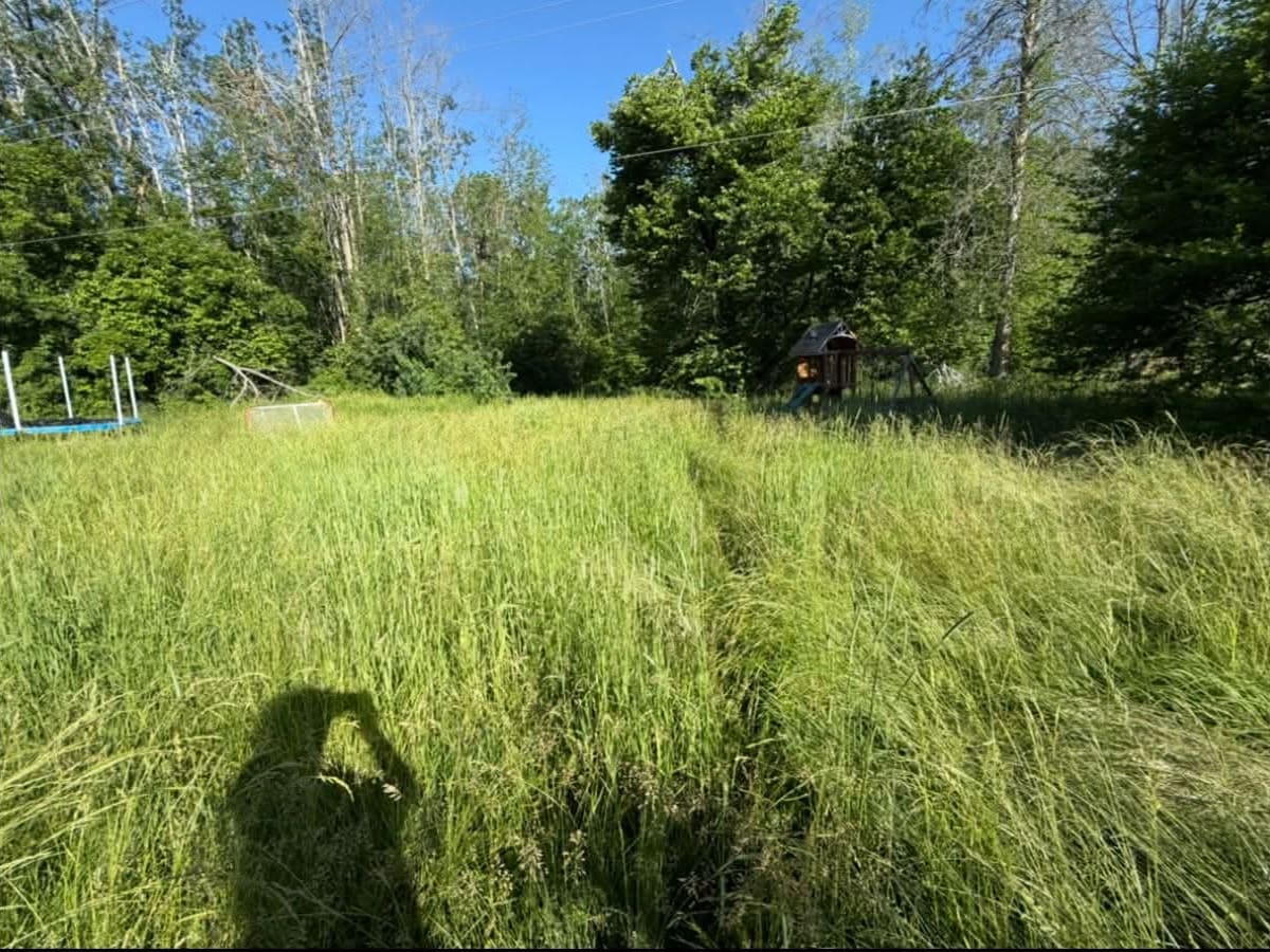 Overgrown backyard with knee-high grass before lawn cutting